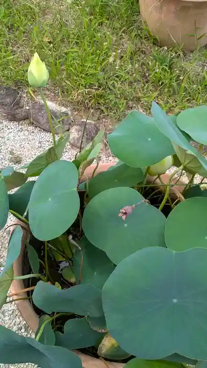 香雪院(京都府)