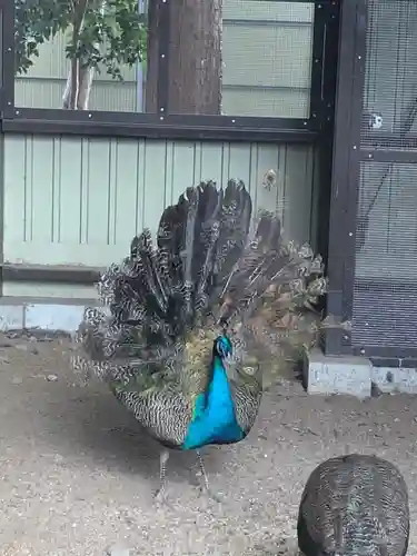 岩槻久伊豆神社の動物
