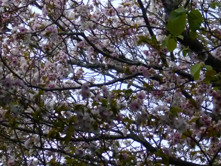 極楽寺(霊鷲山感應院極楽律寺)の自然