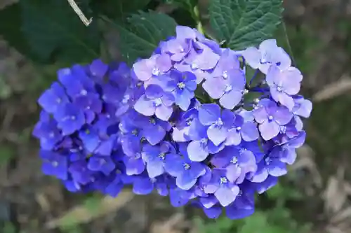 梅宮大社(京都府)