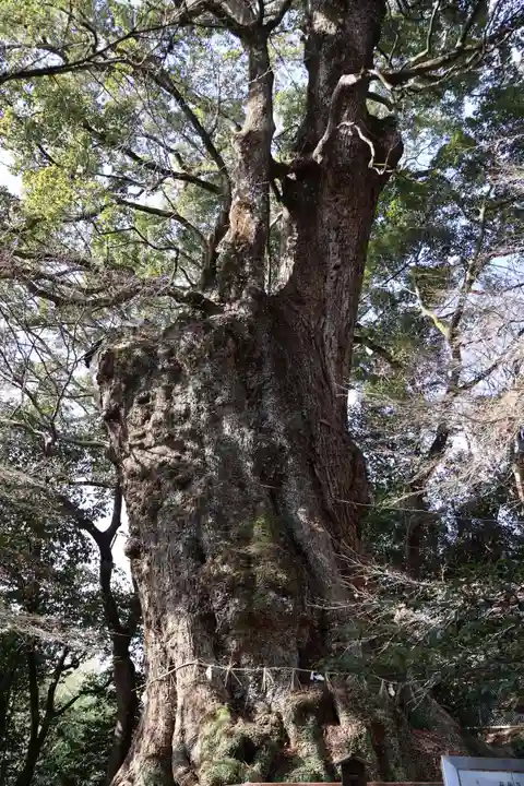 柞原八幡宮(大分県)