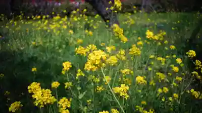 平野神社(京都府)
