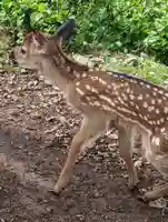 伊吹山寺の動物