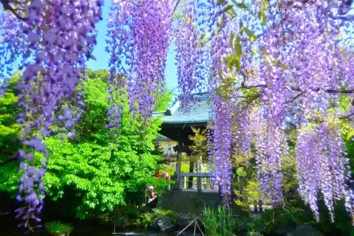 西新井大師総持寺(東京都)