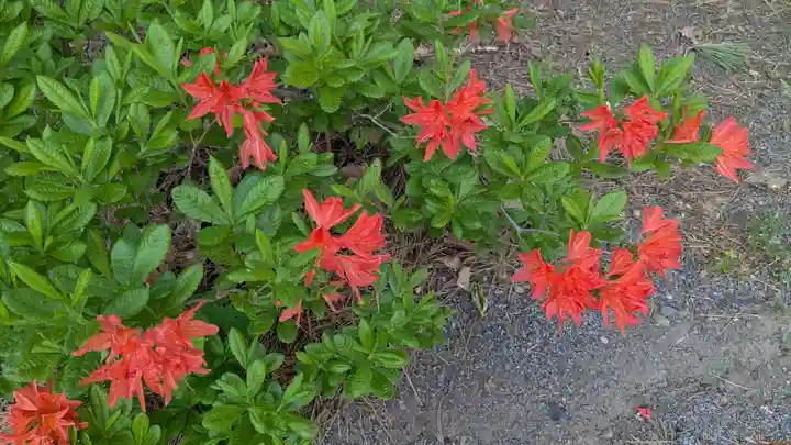 上川神社の自然