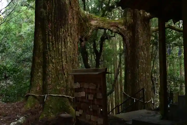 地主神社(桑の川の鳥居杉)(高知県)