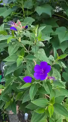 法華寺(京都府)