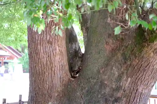 和泉國一之宮　大鳥大社の自然