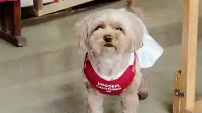 長良神社の動物