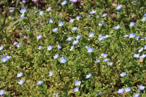 高司神社〜むすびの神の鎮まる社〜の自然