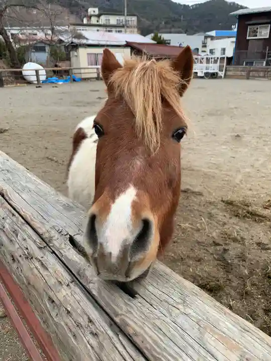 小室浅間神社の動物