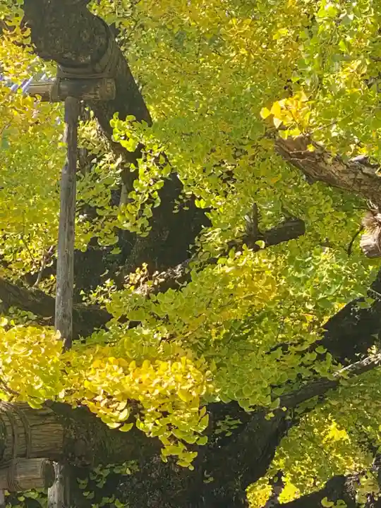 本願寺(西本願寺)の自然