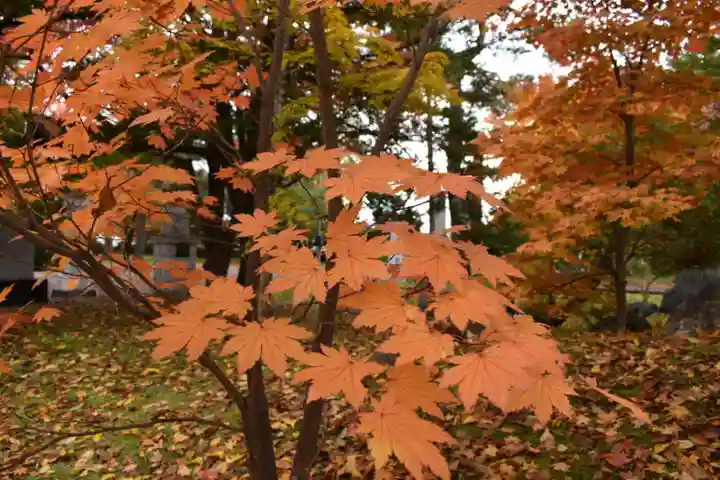 北海道護國神社の自然