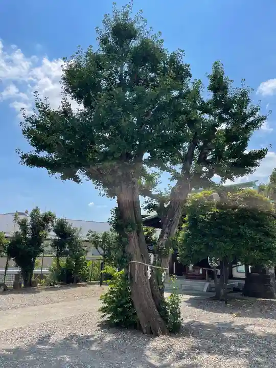 小日向神社の自然