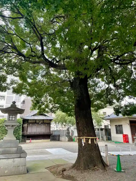 荻窪白山神社(東京都)
