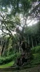 武雄神社の自然