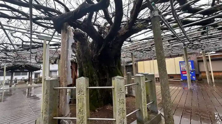 大歳神社の自然