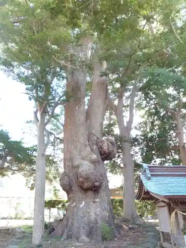 部田神社の自然