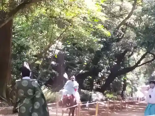 鹿島神宮の動物