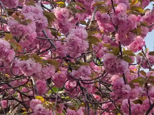 元本坊 本願院（開山坊）(奈良県)