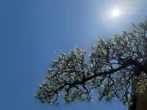 西方山極楽寺(岐阜県)(2026年05月31日(日) 00時34分02秒投稿)