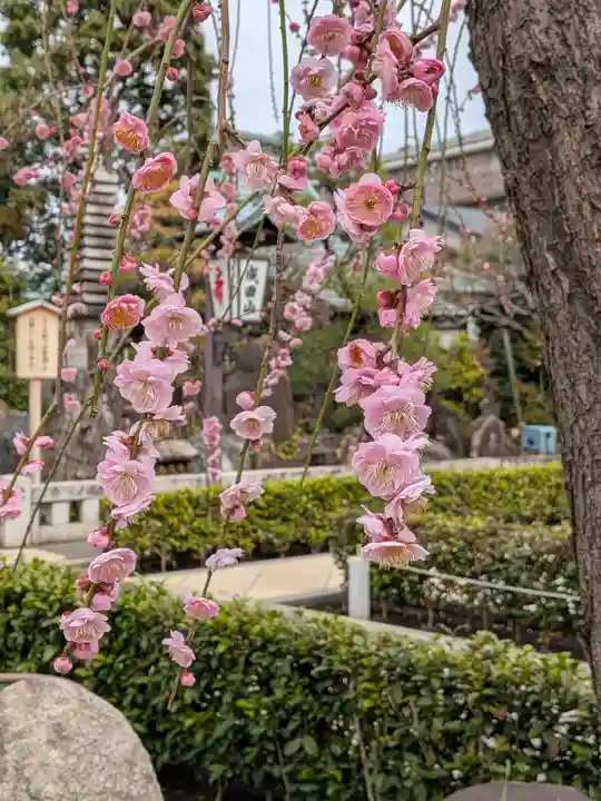 常性寺(東京都)