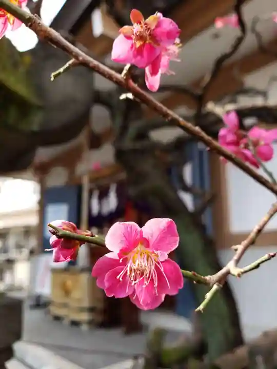 穏田神社(東京都)