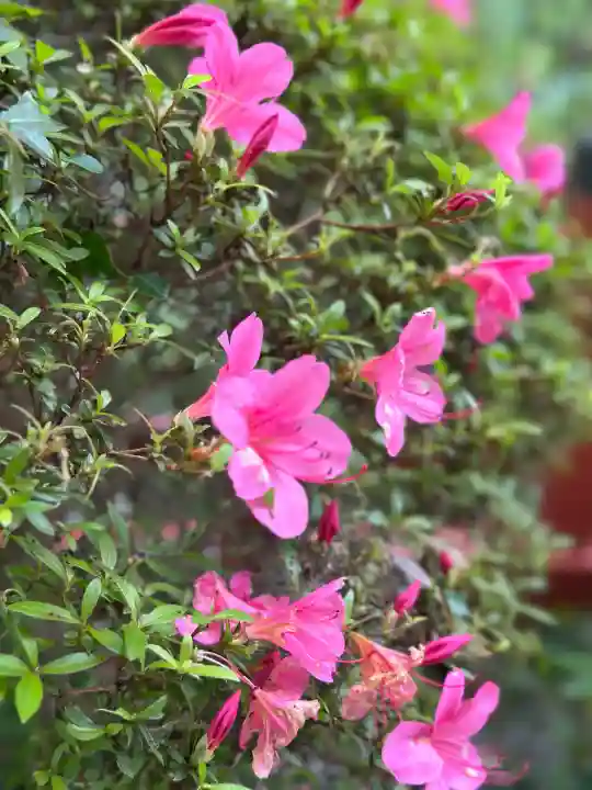 高鴨神社(奈良県)