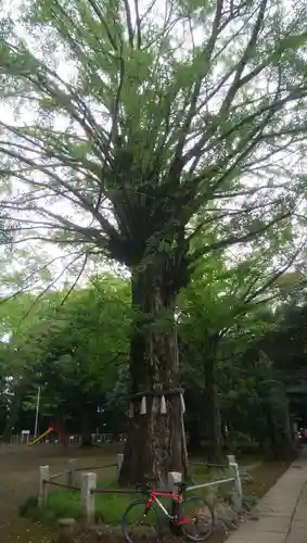 赤坂氷川神社の自然