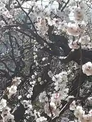 湯島天満宮(東京都)