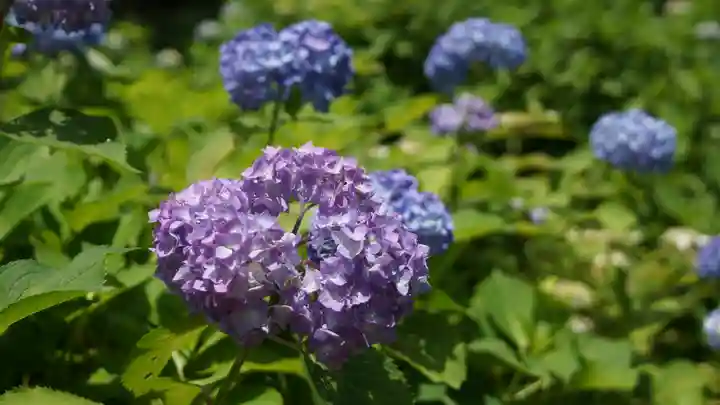 三室戸寺(京都府)