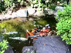 東光寺別院桜ヶ池不動院の動物