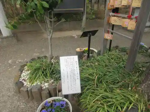 川越八幡宮(埼玉県)