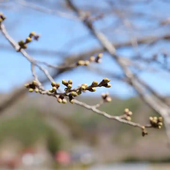 高司神社〜むすびの神の鎮まる社〜(福島県)