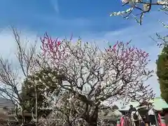 亀戸天神社の景色