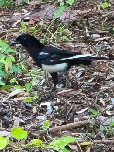 牛嶋天満宮の動物