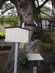 白山神社の自然