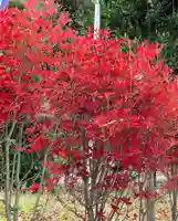 立鉾鹿島神社の自然