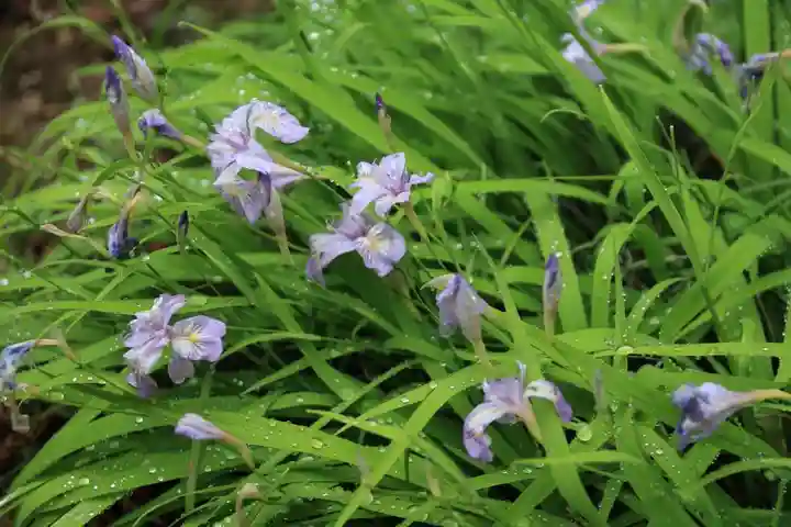 開成山大神宮の庭園