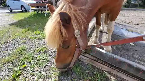小室浅間神社の動物
