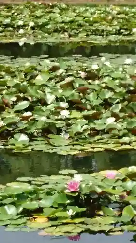 蓮海寺の庭園