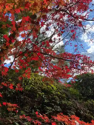 犬山寂光院の自然