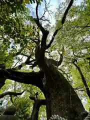 若一神社の自然