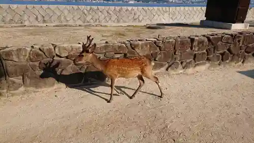 厳島神社の動物