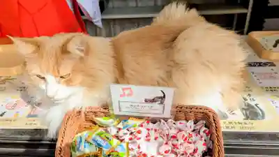 駒込妙義神社の動物