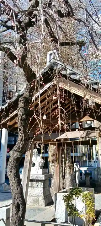 柏神社の{uncategorized: "未分類", other: "その他", undefined: "問題あり", building: "その他建物", grave: "お墓", sacred_gate: "鳥居", guardian: "狛犬", statue: "像", buddha: "仏像", history: "歴史", nature: "自然", garden: "庭園", animal: "動物", pagoda: "塔", temizu: "手水舎", mountain_gate: "山門・神門", sanctuary: "本殿・本堂", subordinate: "末社・摂社", art: "芸術", scenery: "景色", jizo: "地蔵", ema: "絵馬", goshuin: "御朱印", omikuji: "おみくじ", items: "授与品その他", amulet: "お守り", goshuincho: "御朱印帳", eats: "食事", festival: "お祭り", votive_dance: "神楽", shichigosan: "七五三参", wedding: "結婚式", experience: "体験その他", initially: "初詣", around: "周辺", anti_infection: "感染症対策"}