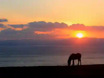 御崎神社の動物