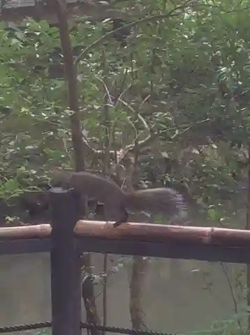 鶴岡八幡宮の動物