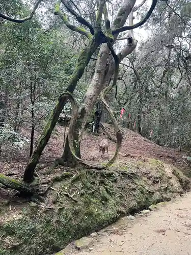 春日大社(奈良県)