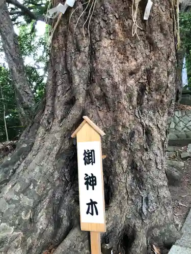 浅間神社の自然